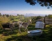 Launching a targeted grazing service in California